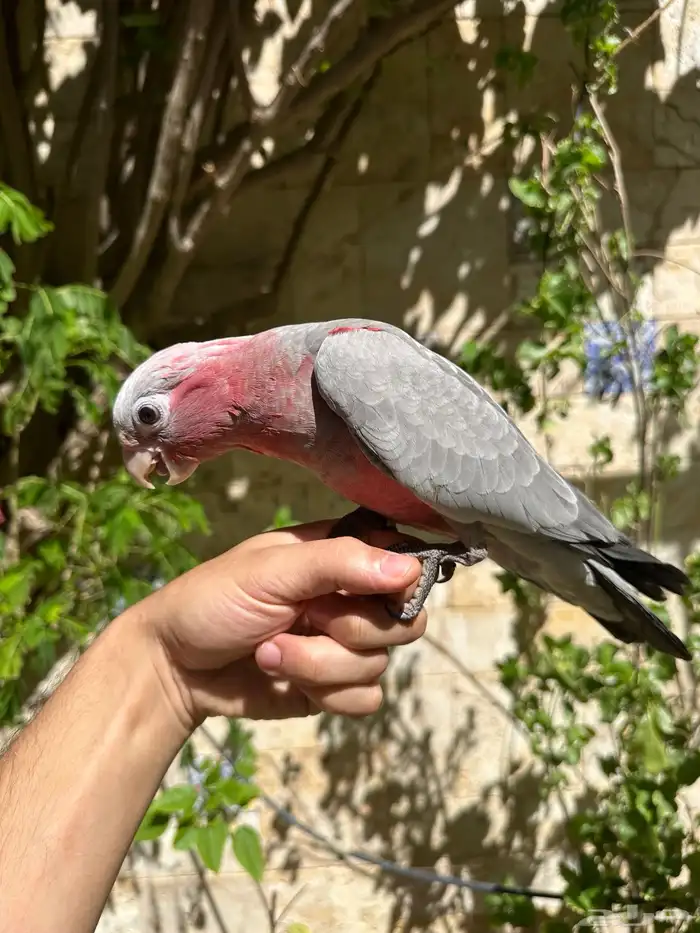 ببغاء كوكاتو جالا فرخ 2