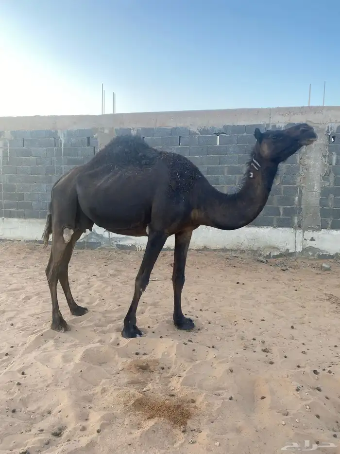 للبيع لقحات مجاهيم 2
