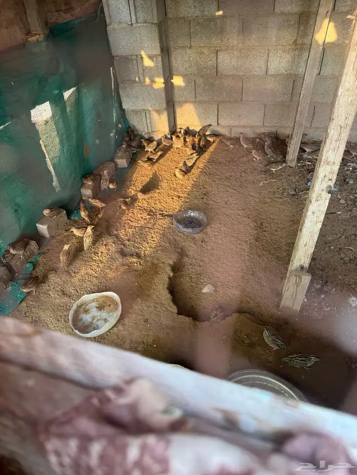 سمان بري للبيع 0