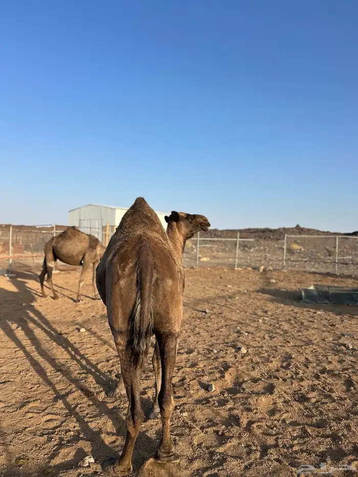 للبيع ناقتين صفر 5