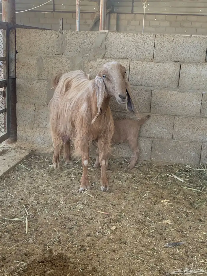 ماعز 2