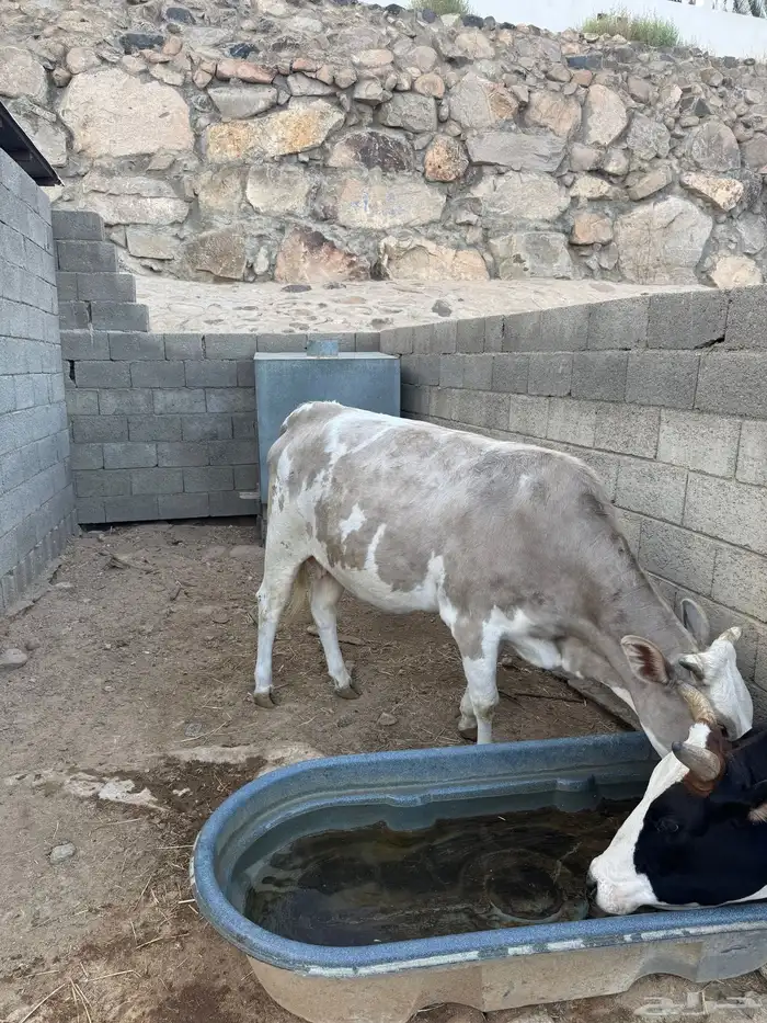 ثنتين من البقر كفوو وصغار سن 2