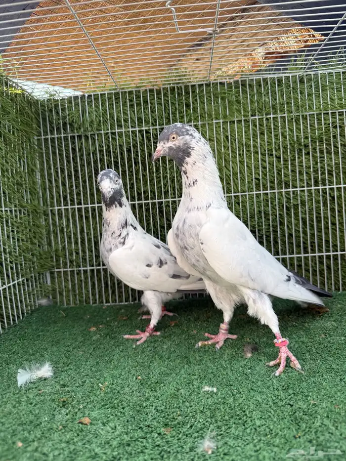 زوج سهران بوري 0