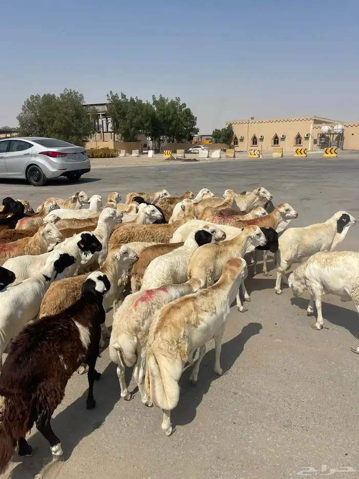 رفيدي ذبايح الدمام 0