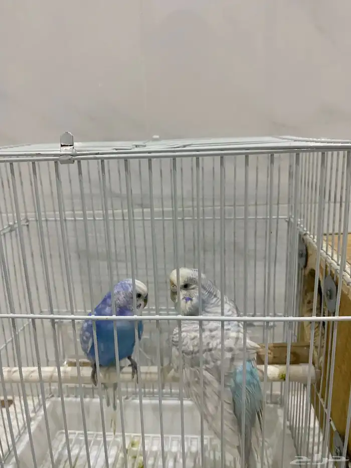 طيور بادجي 3
