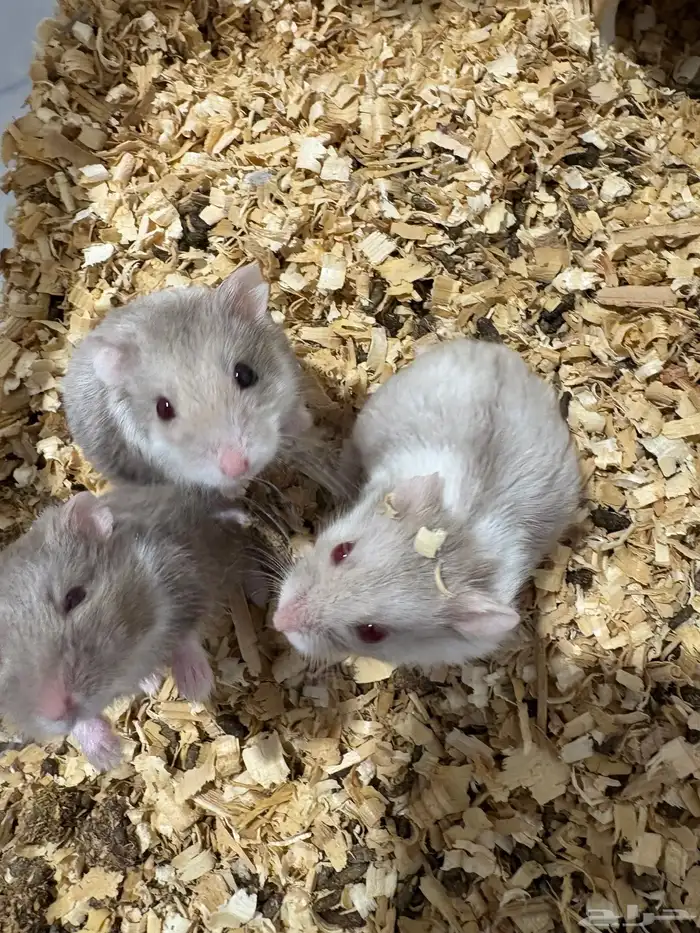 هامستر روسي 1