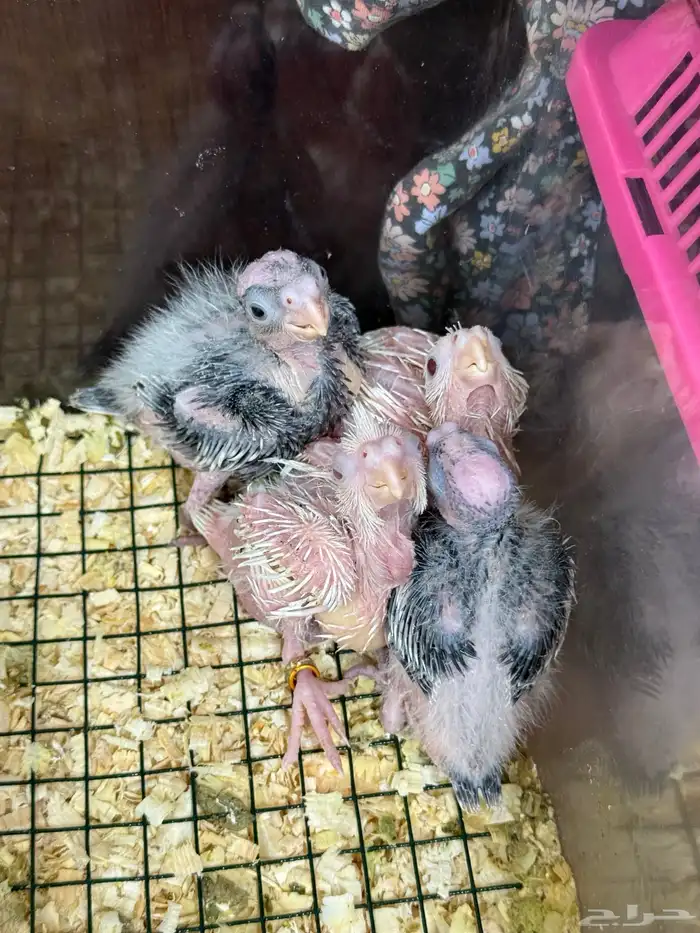 فروخ روز و كروان هولندي للبيع ( تم البيع ) . 2