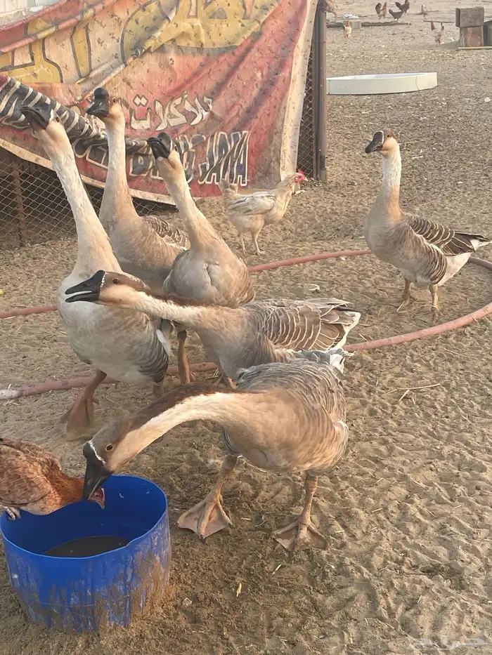 دجاج حمام وز عراقي بط 12