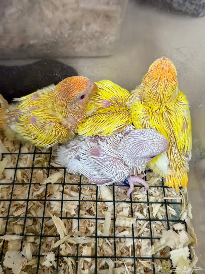 فروخ روز و كروان هولندي للبيع ( تم البيع ) . 0