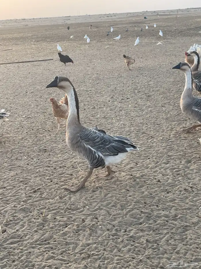 دجاج حمام وز عراقي بط 7