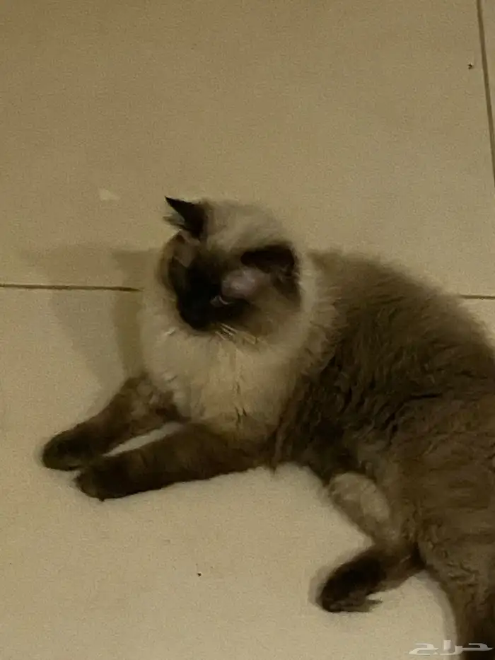 قط نوعه هملايا للتبني عمره 7 شهور 0