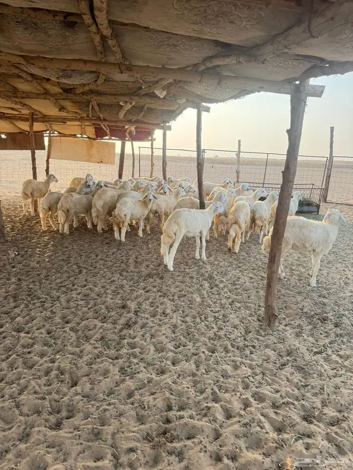 للبيع بهم نضيف العمر من 4 شهور إلى 5 0