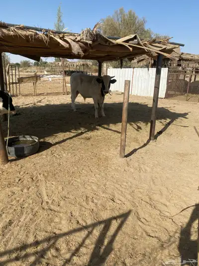 حسيل و حسيلة index