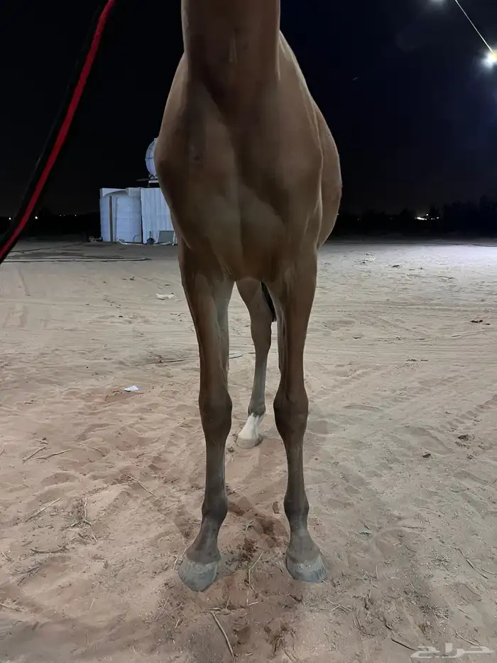مهر شعبي بطل 1