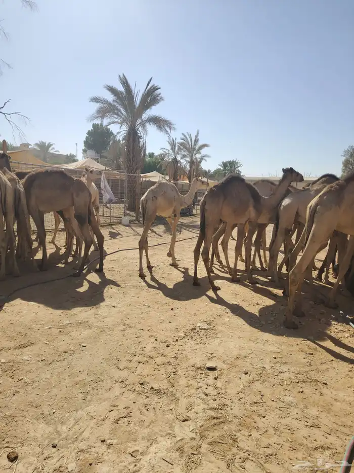 قعدان صومالية مفاريد للتفريد والجملة بسعر مناسب جدا 2