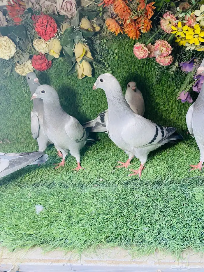 للبيع مجموعة طبات زواجل 4