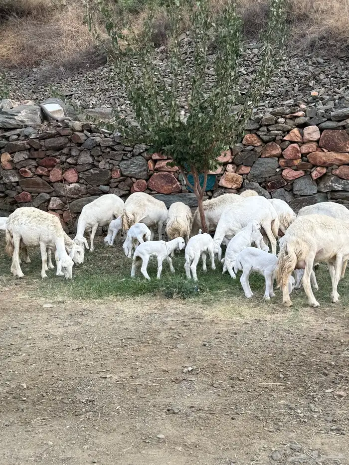 غنم مقاني 13 تحتها 14 9