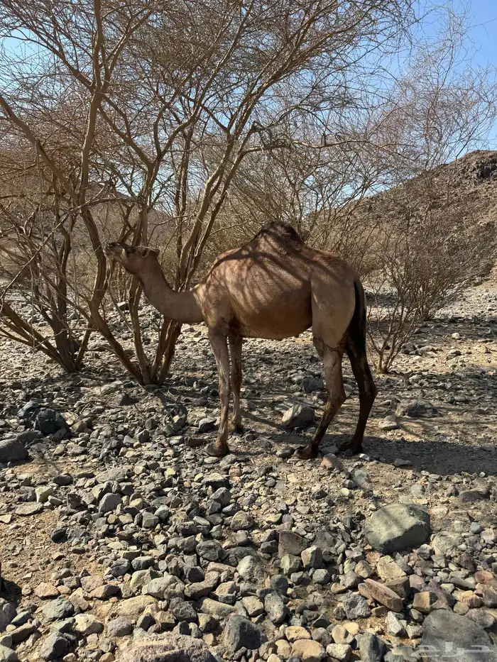 نياق القحات 1