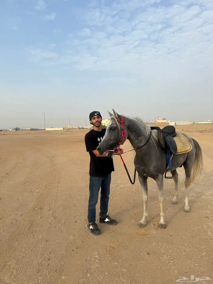 تأجير خيول بساعة 1