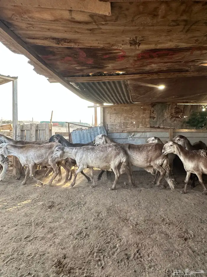 غنم سواكن نوادر تم البيع 4
