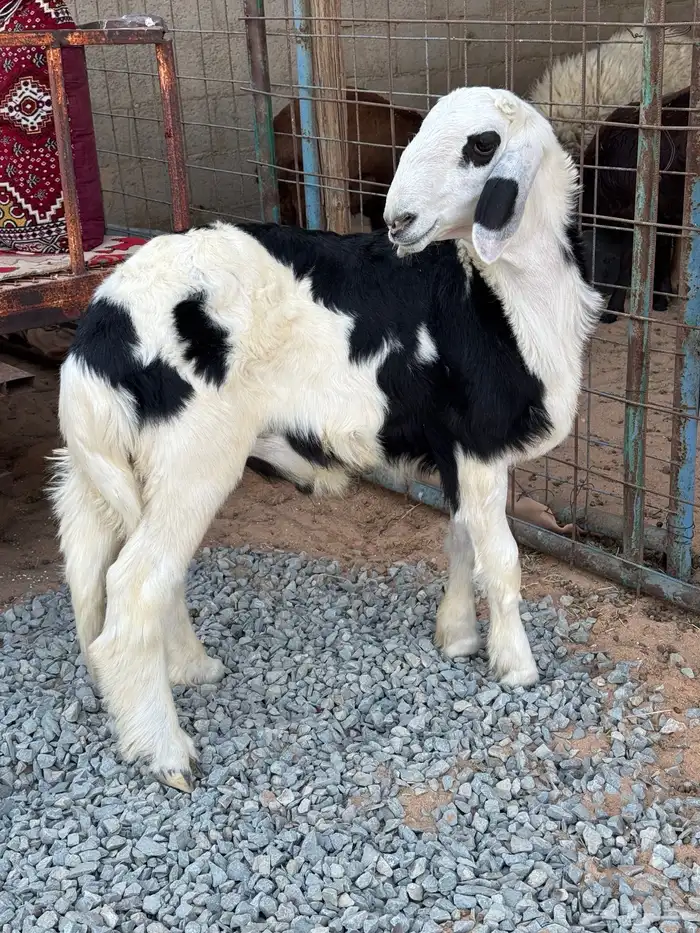 طلي نجدي (تم البيع) 1
