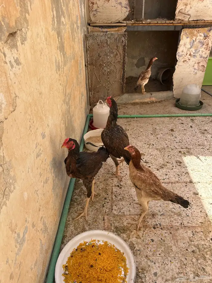 شامو ياباني 4