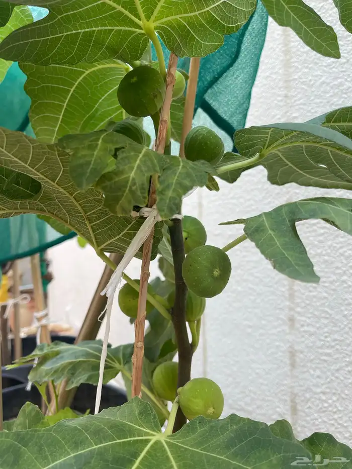 شتلات تين مثمرة Fig Trees 3