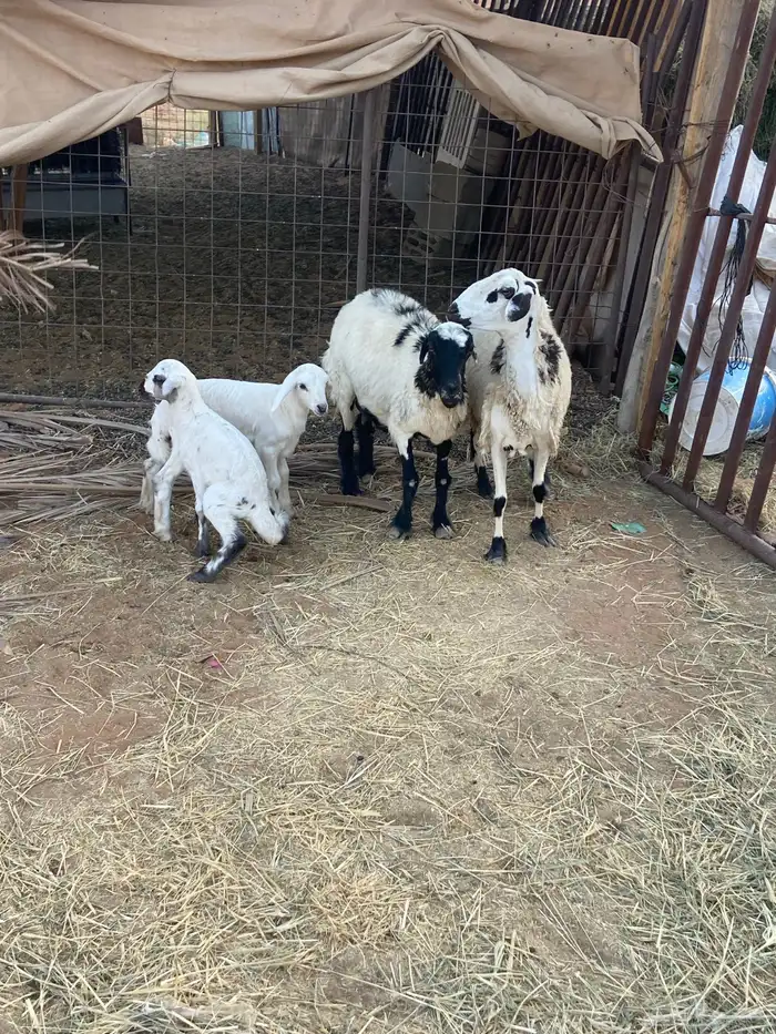 متابيع 1