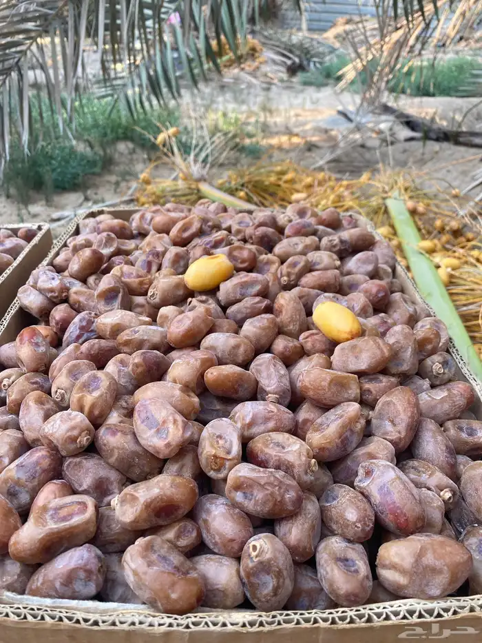 تمر خلاص سوبر جامبو 0