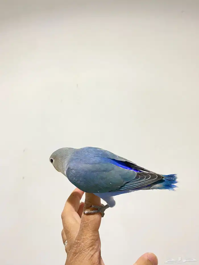 روزات اليفه جدا 5