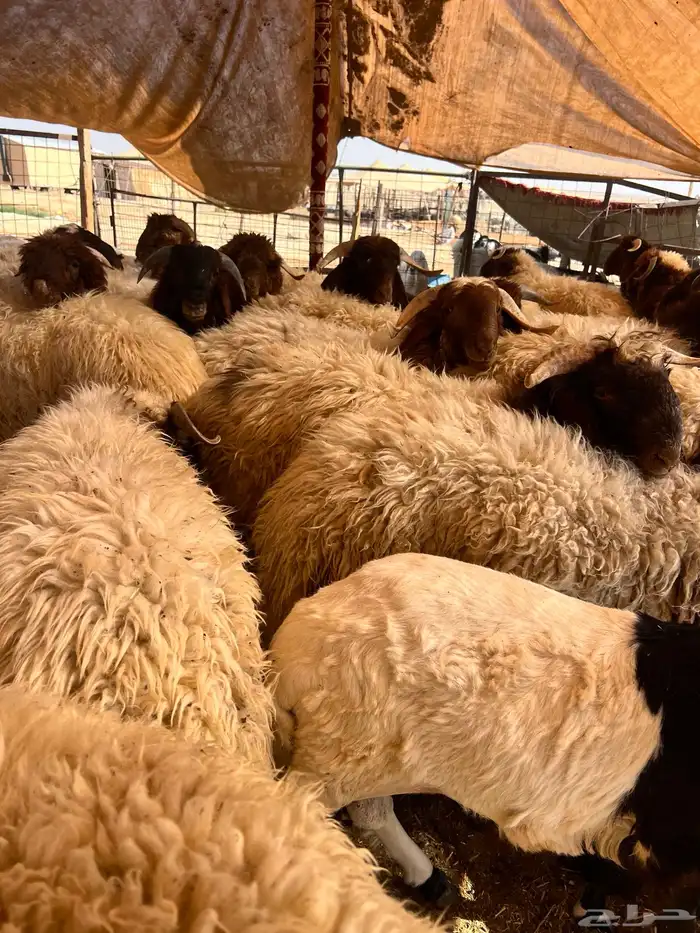ذبائح ذبائح 2