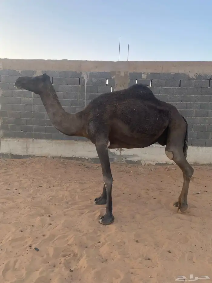 للبيع لقحات مجاهيم 1