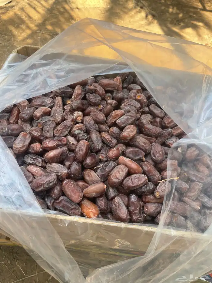 موجود تمر خضري للبيع 1