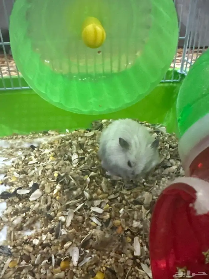 هامستر ابيض لعوب معه قفص واكل وموية 5