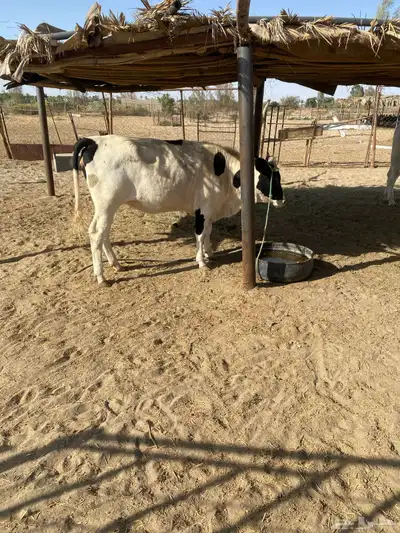 حسيل و حسيلة index