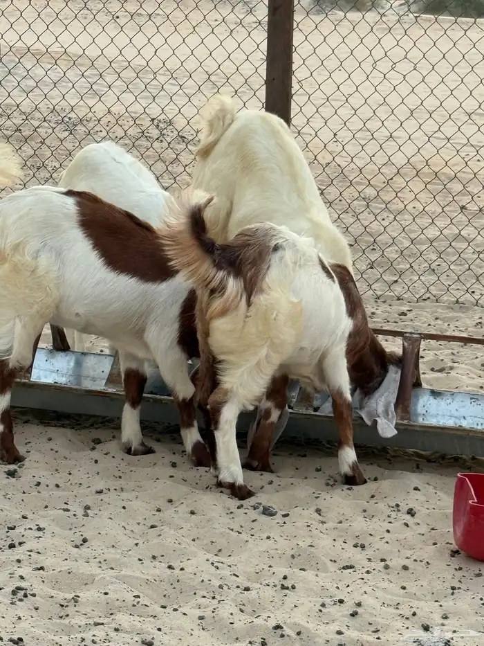 جفره مليانه 2