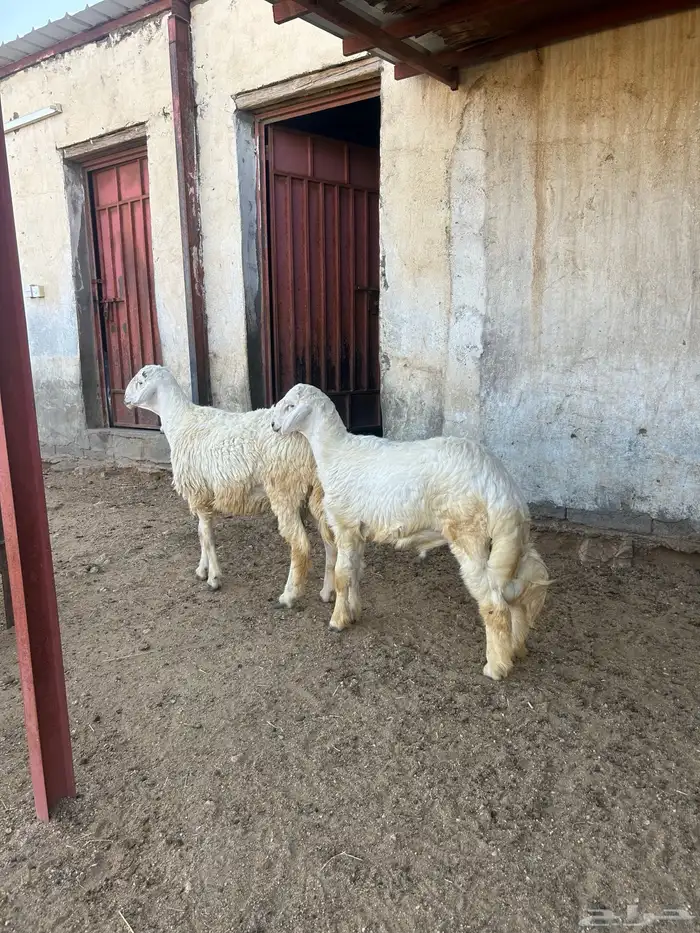 خروفين جبره للبيع 0