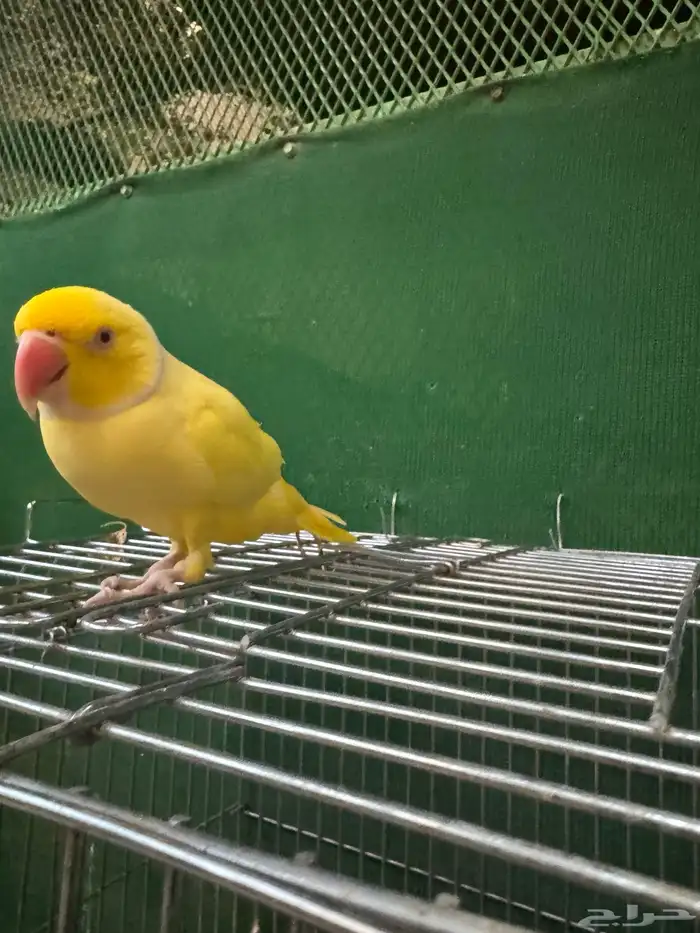 ذكر دره لاتينو 11