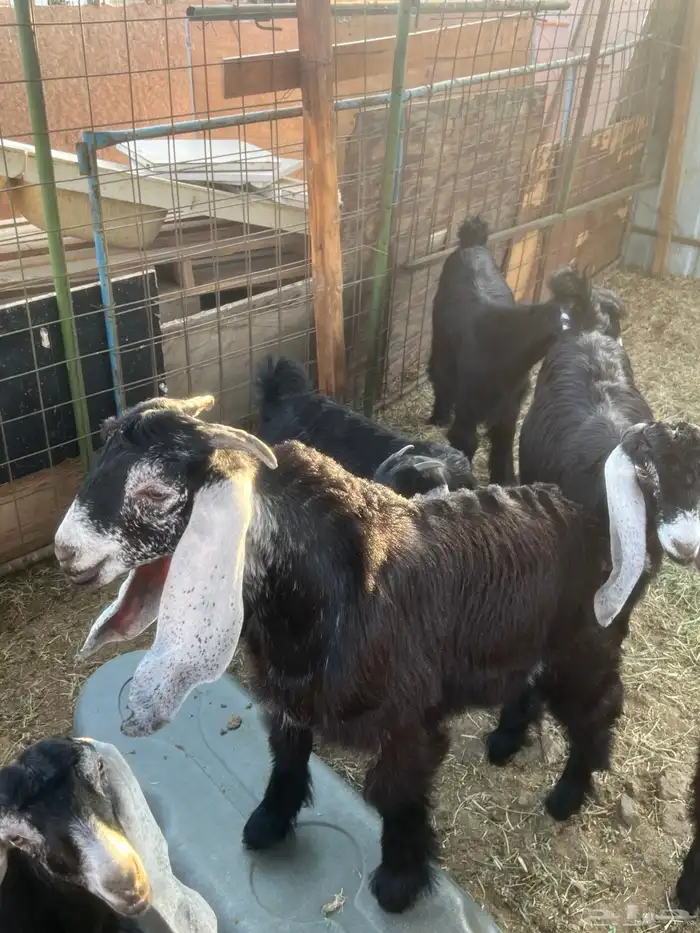 اعرض لكم تيس طيب 0