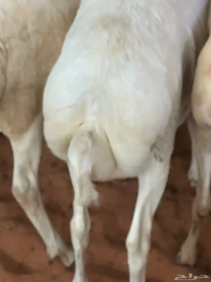 برابر جذعان طرف لحم وشحم 43