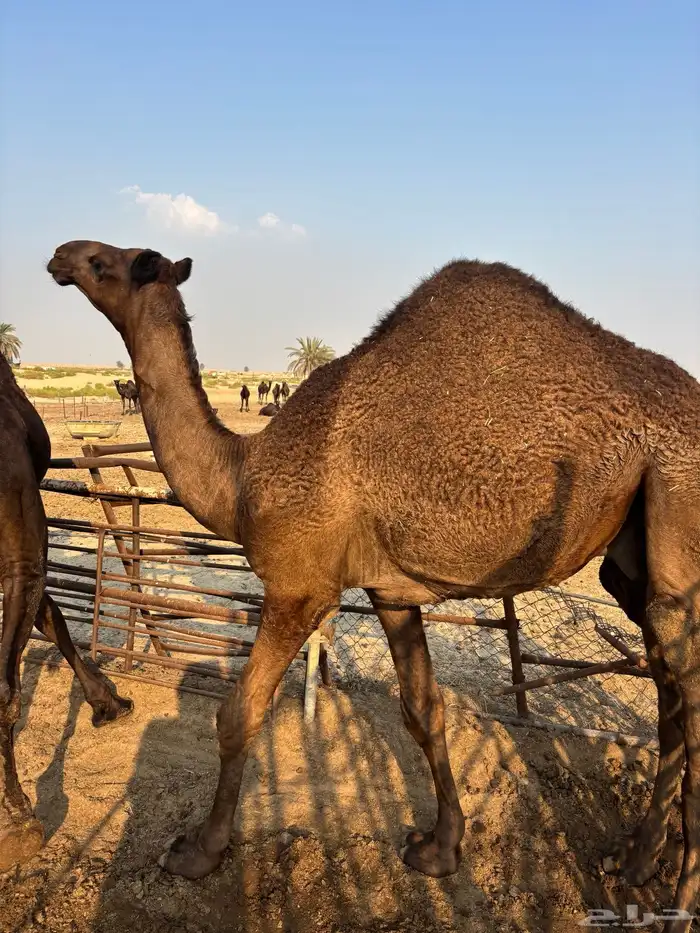 قعدان وبكار 0