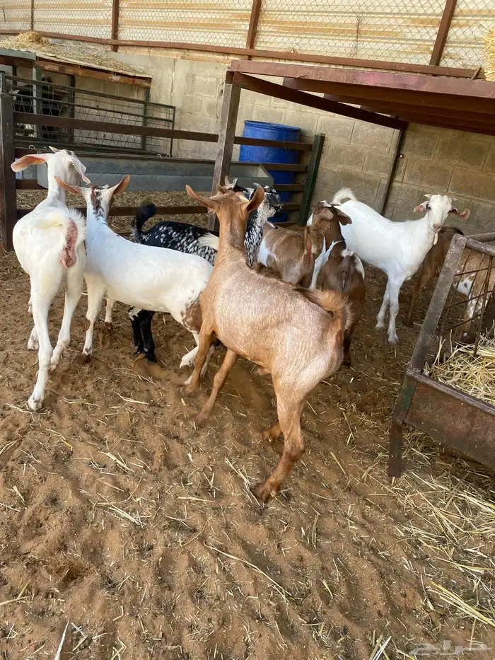 نعيم وتيوس للبيع سوق الجربوع غرب الرياض 3