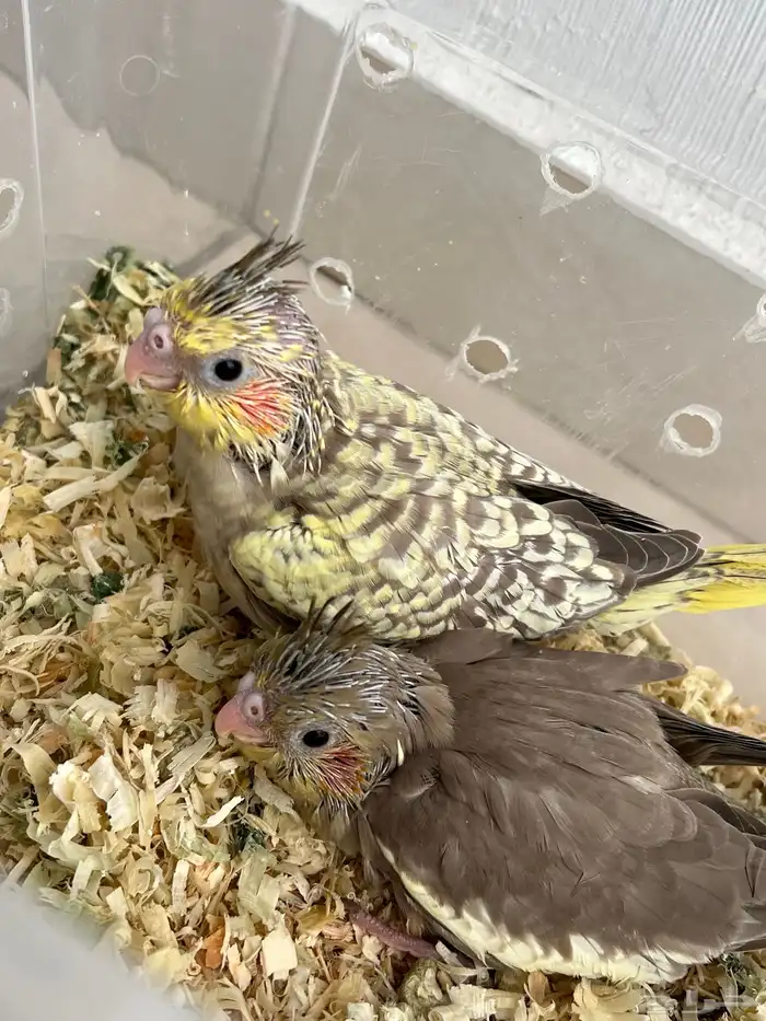 فروخ كروان البينو لاتينو 3