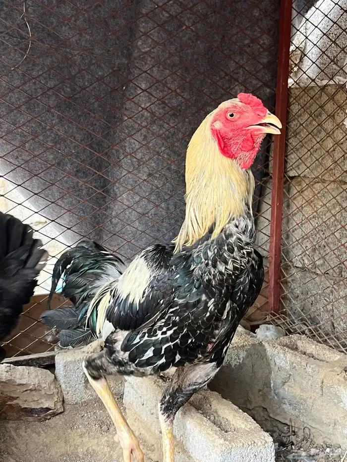 ديك بكستاني ودجاجه بكستانيه 3