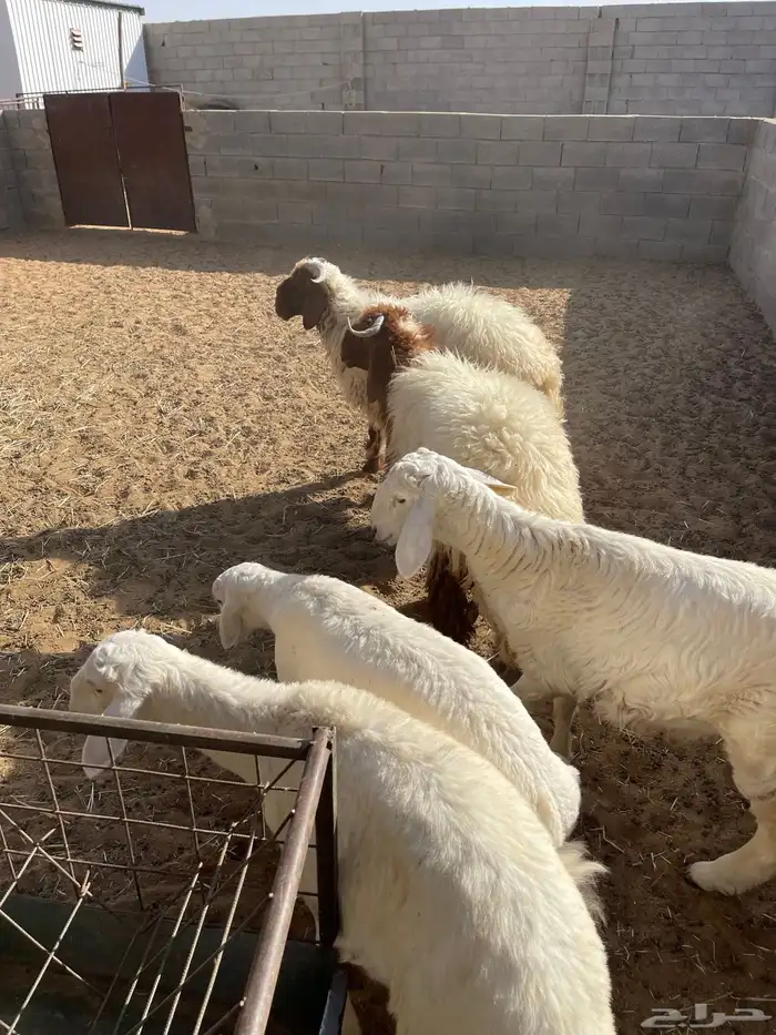 خرفان 1
