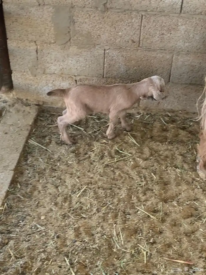 ماعز 4