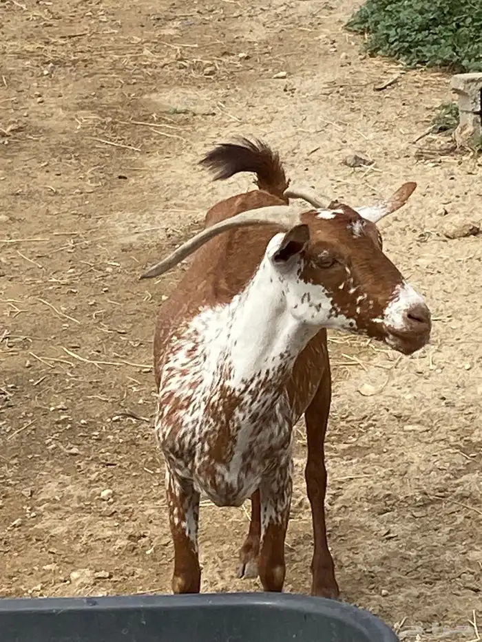 ماعز جنوبيه وشحاء 4