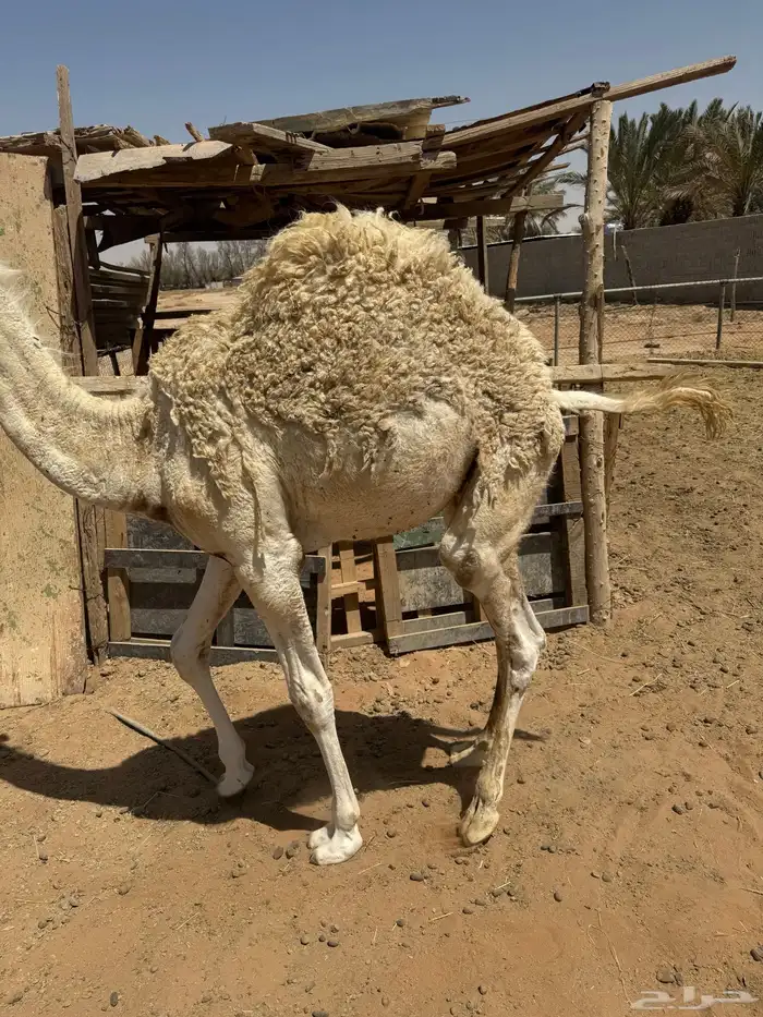 قعود 1
