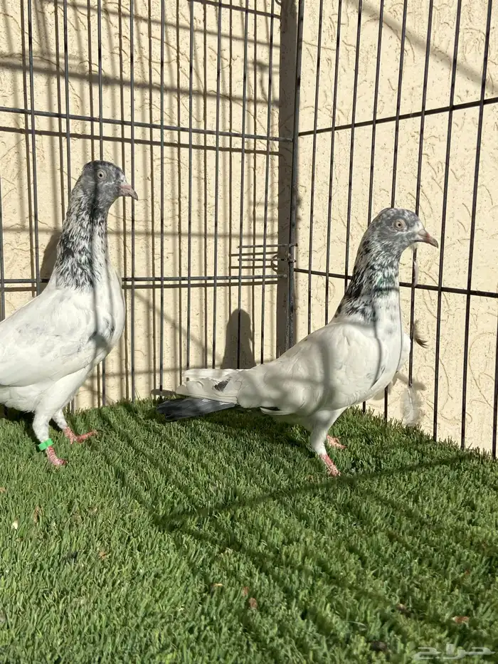 جوز سهران بوري 2