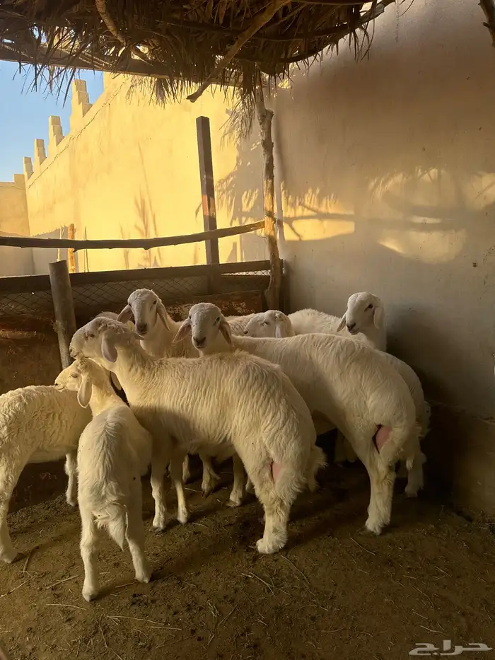 طليان 2
